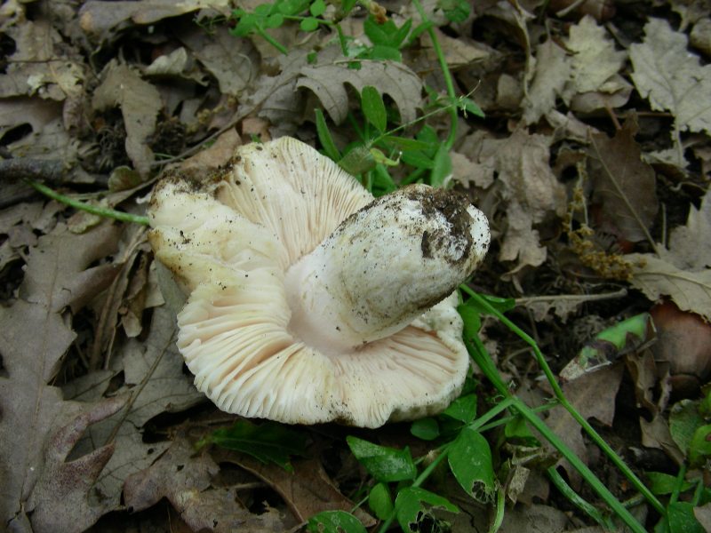 8) Fotografati il 12.06.2012. sotto Quercia (bosco asciutto)